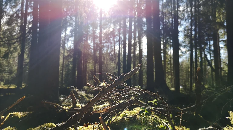 Skog