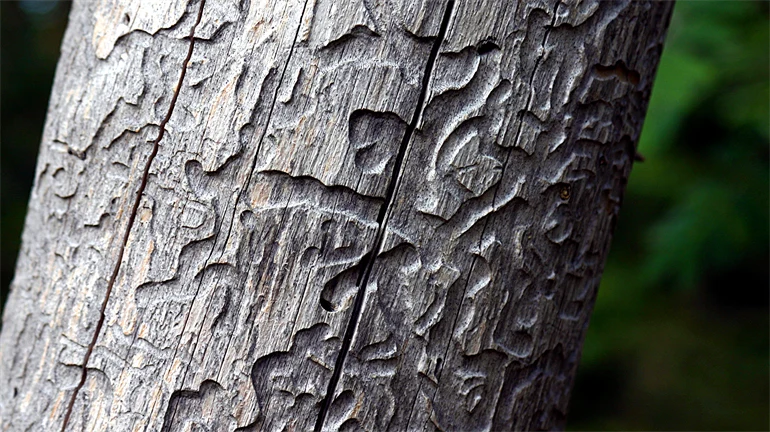 Bark